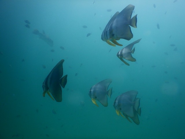 f:id:marinelifelog:20200402164811j:plain f:id:marinelifelog:20200402164811j:plain