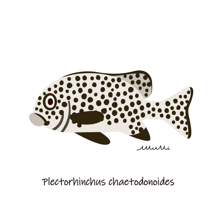 尻フリフリ泳ぎのチョウチョウコショウダイ幼魚さん - Marine Life Log