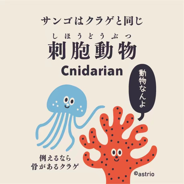 Wumi Labo 1 サンゴって何なん Marine Life Log