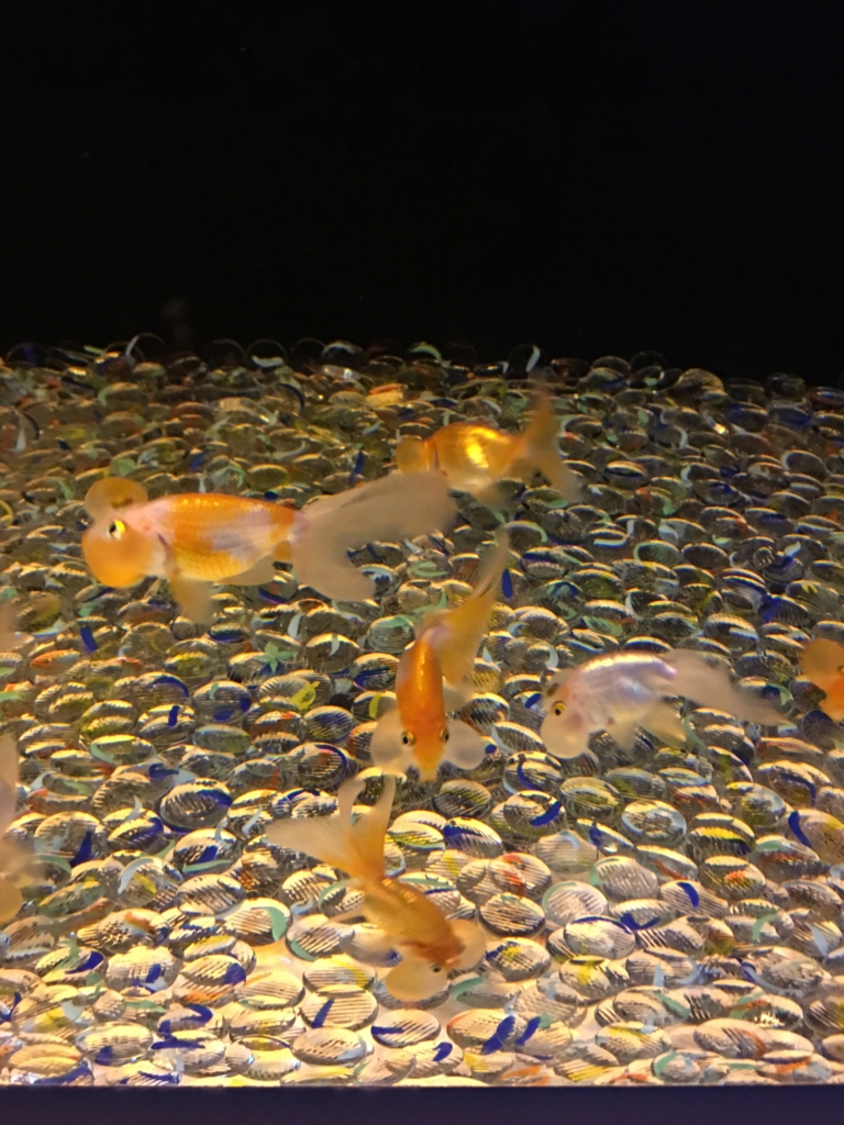 金魚lover必見 Epsonアクアパーク品川の金魚フェス Marinライフ