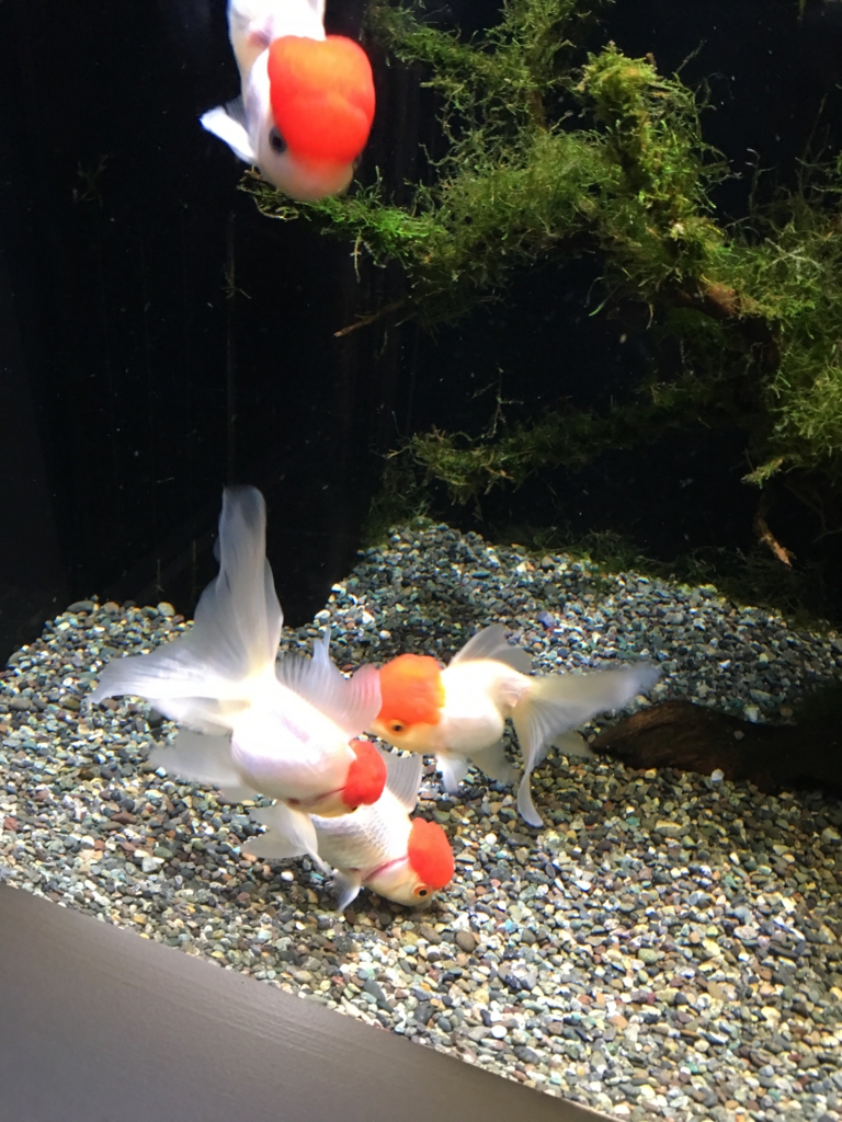 金魚lover必見 Epsonアクアパーク品川の金魚フェス Marinライフ