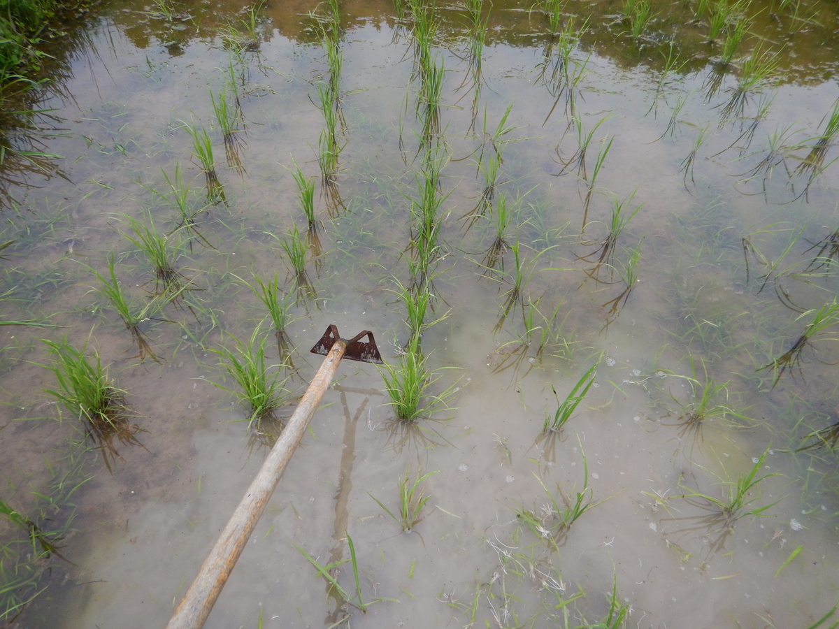 f:id:mario-mariko:20190614171503j:plain