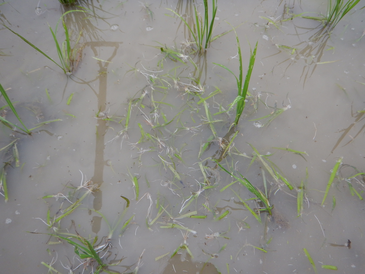 f:id:mario-mariko:20190614171512j:plain