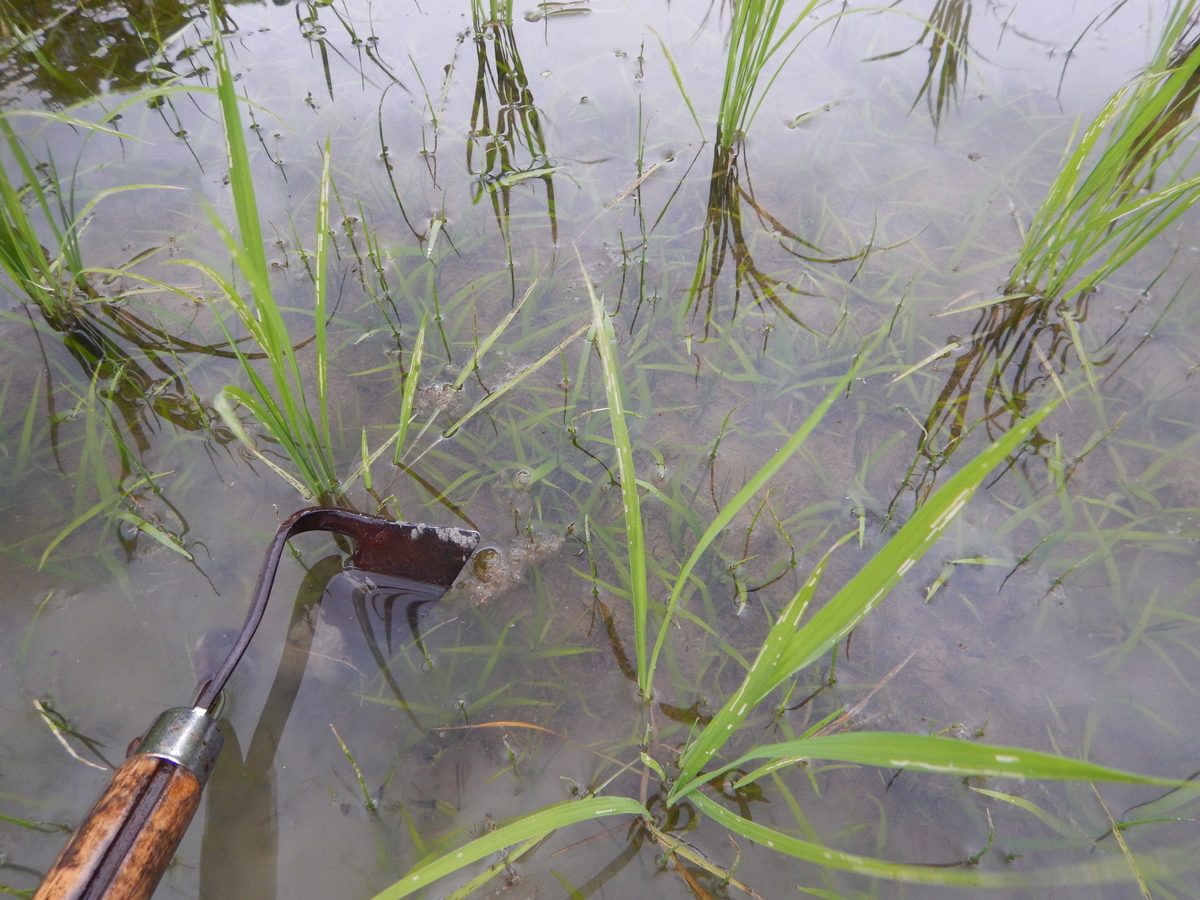 f:id:mario-mariko:20190614183215j:plain