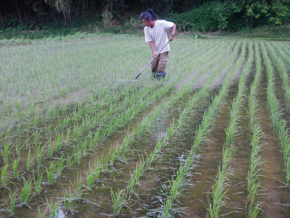 f:id:mario-mariko:20190614183252j:plain