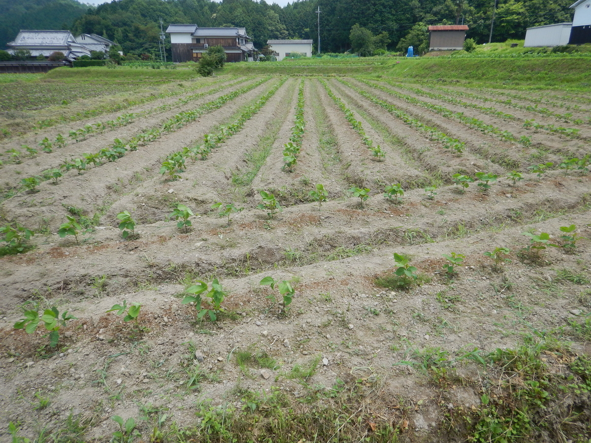 f:id:mario-mariko:20190717121239j:plain