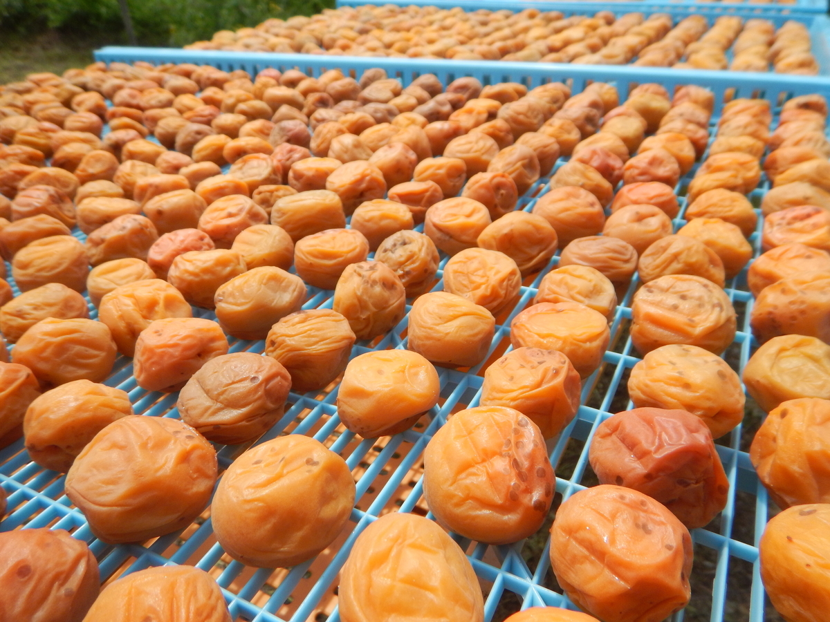 f:id:mario-mariko:20190803133037j:plain