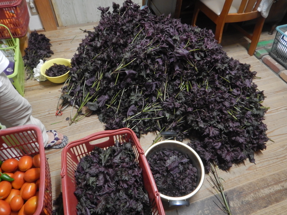 f:id:mario-mariko:20190804201825j:plain