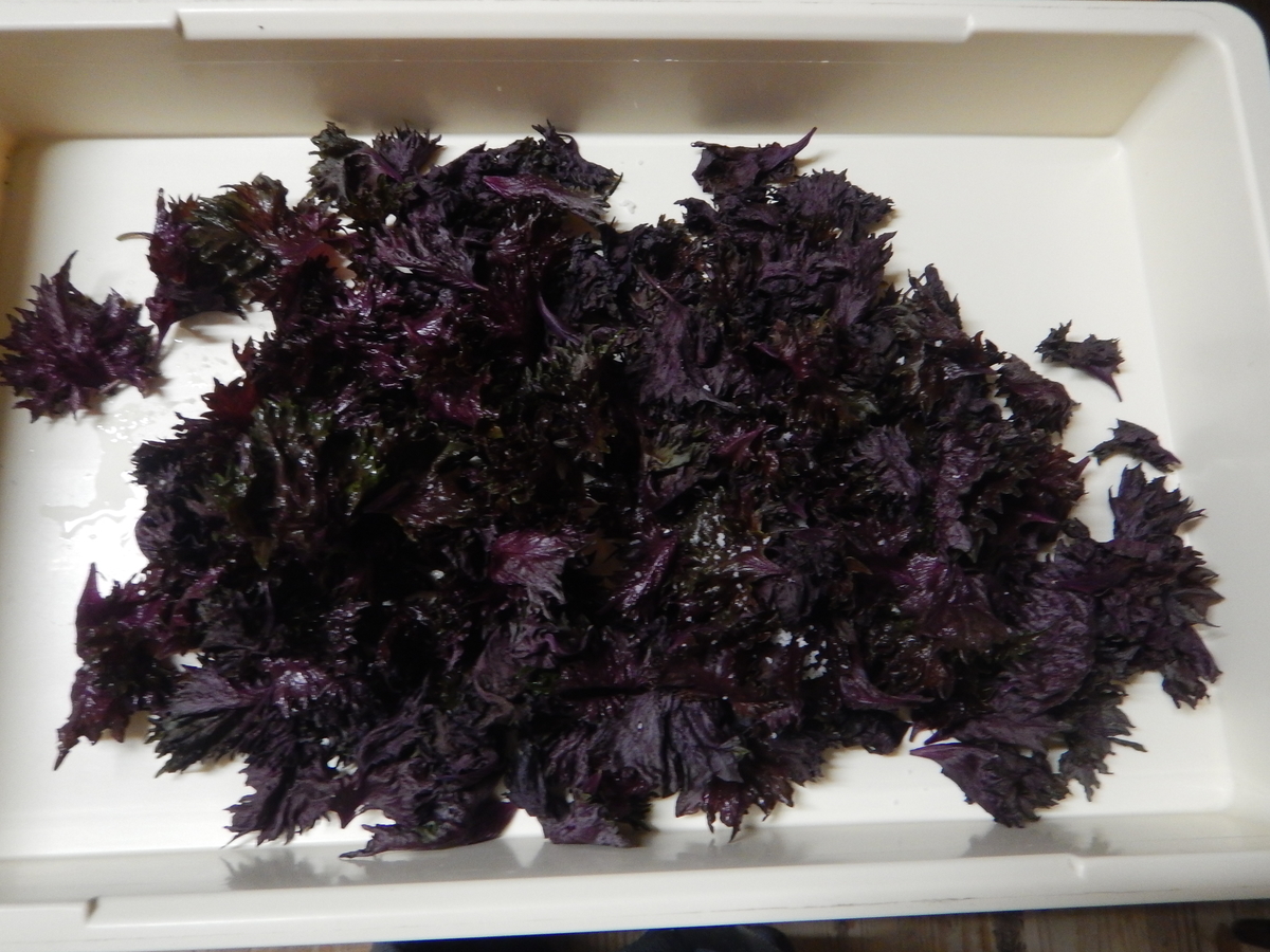 f:id:mario-mariko:20190808212850j:plain