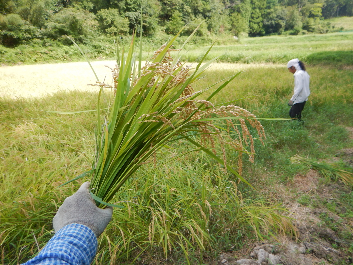 f:id:mario-mariko:20190918102019j:plain f:id:mario-mariko:20190918102019j:plain