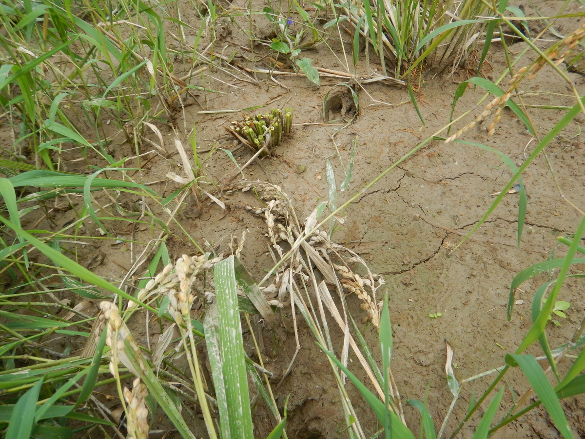 f:id:mario-mariko:20190918105119j:plain f:id:mario-mariko:20190918105119j:plain