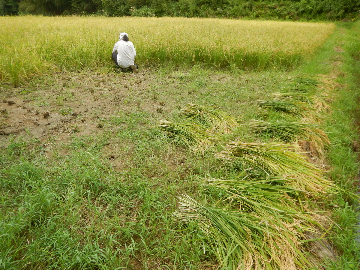 f:id:mario-mariko:20190918110430j:plain f:id:mario-mariko:20190918110430j:plain