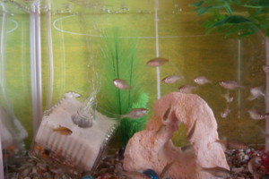 f:id:mario124:20081120120301j:image