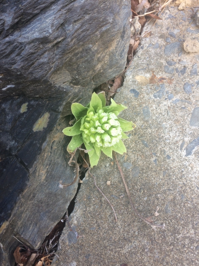 f:id:mariringoo:20180827084812j:plain