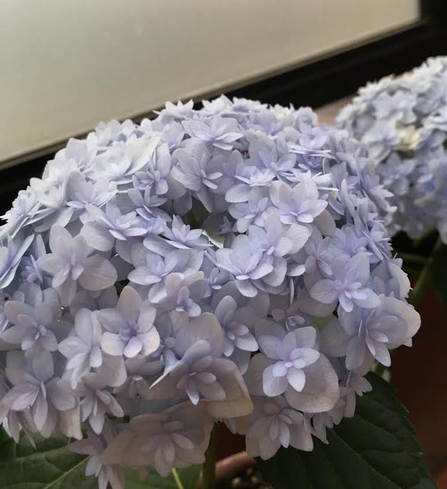 f:id:mariririme7:20200603170120j:plain f:id:mariririme7:20200603170120j:plain