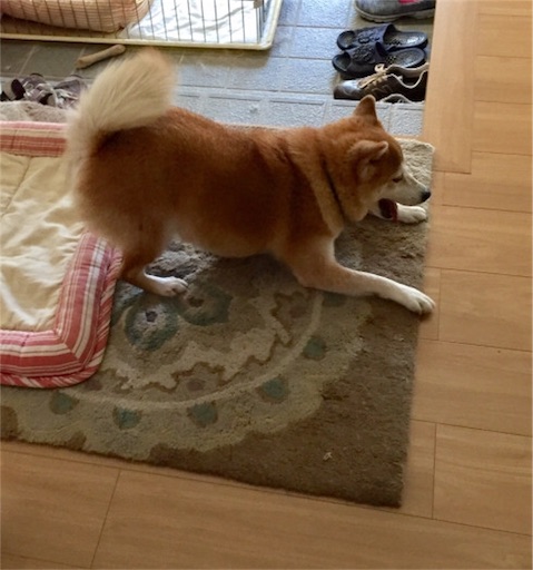 f:id:marishiba:20171122153340j:image f:id:marishiba:20171122153340j:image