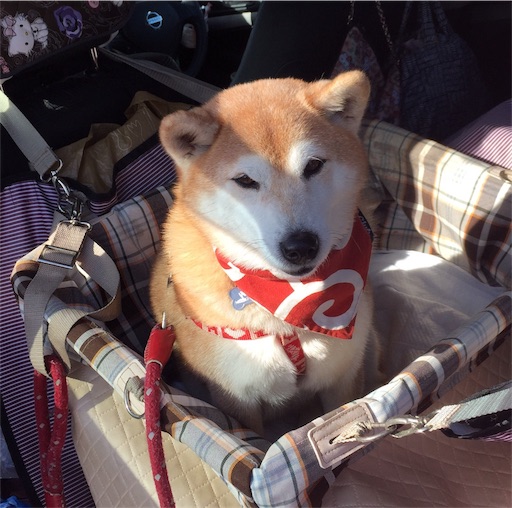 f:id:marishiba:20180107163910j:image f:id:marishiba:20180107163910j:image