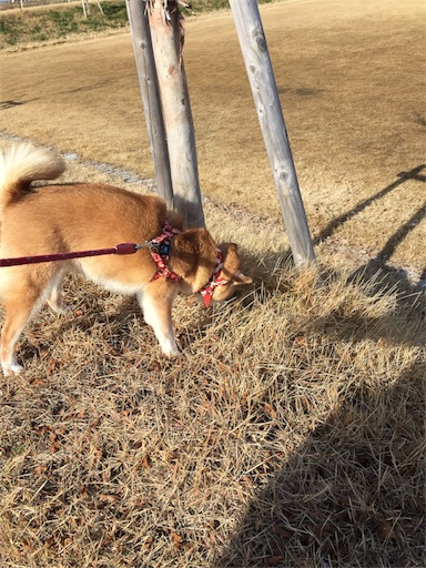f:id:marishiba:20180107163938j:image f:id:marishiba:20180107163938j:image