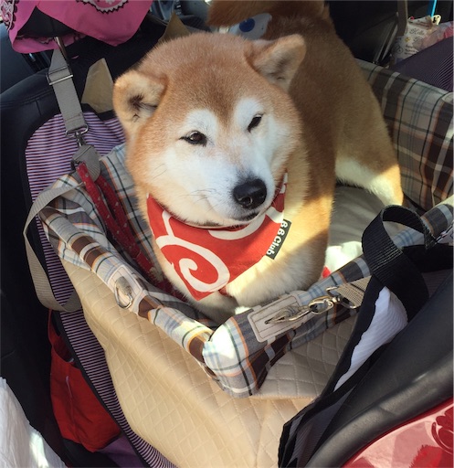 f:id:marishiba:20180202150641j:image f:id:marishiba:20180202150641j:image