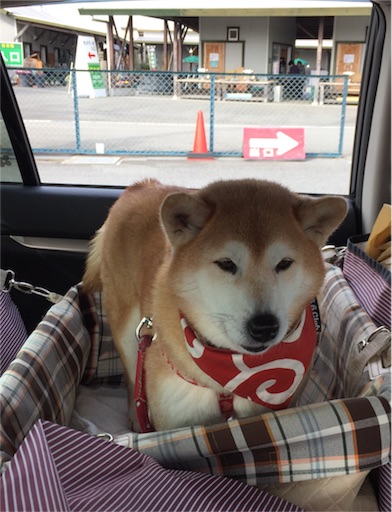 f:id:marishiba:20180202151314j:image f:id:marishiba:20180202151314j:image