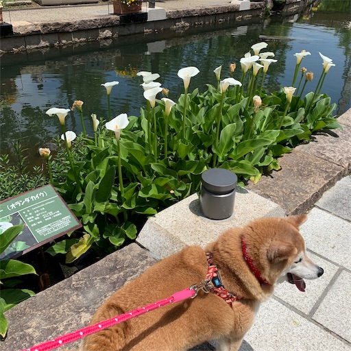 f:id:marishiba:20190521161304j:image f:id:marishiba:20190521161304j:image
