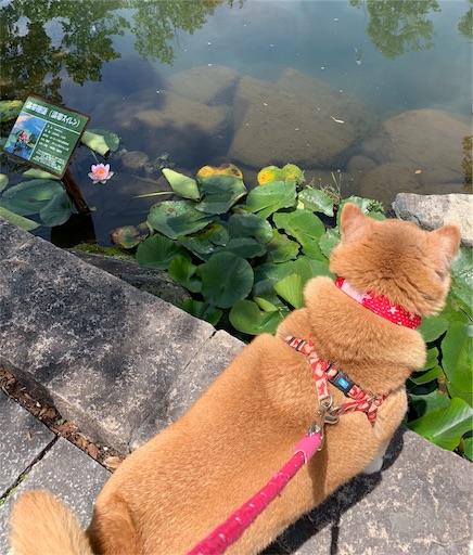 f:id:marishiba:20190521161310j:image f:id:marishiba:20190521161310j:image