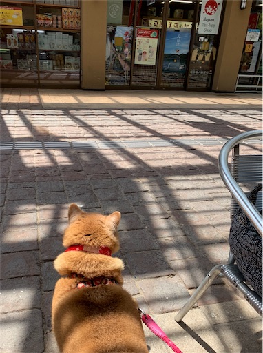 f:id:marishiba:20190521161314j:image f:id:marishiba:20190521161314j:image