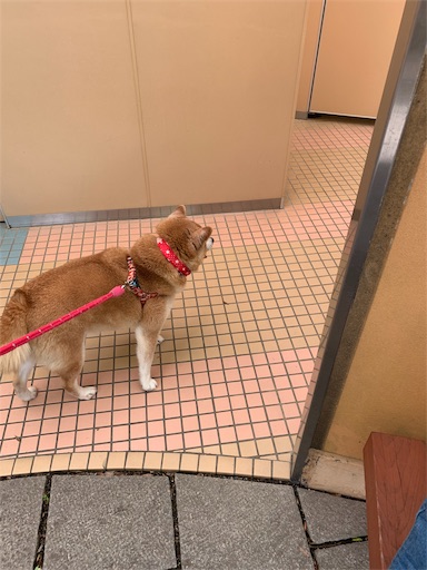 f:id:marishiba:20190521161319j:image f:id:marishiba:20190521161319j:image