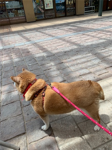 f:id:marishiba:20190521161322j:image f:id:marishiba:20190521161322j:image