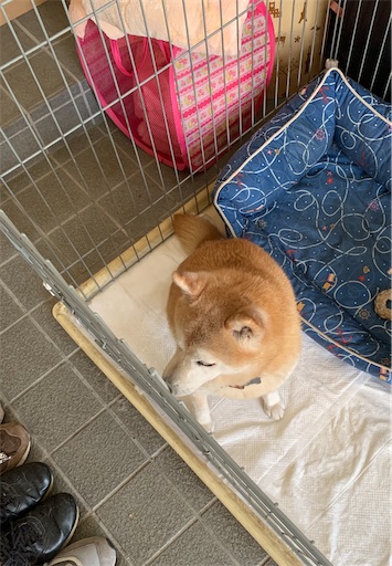f:id:marishiba:20200527091954j:image f:id:marishiba:20200527091954j:image