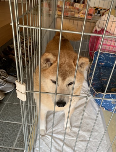 f:id:marishiba:20200527205522j:image f:id:marishiba:20200527205522j:image