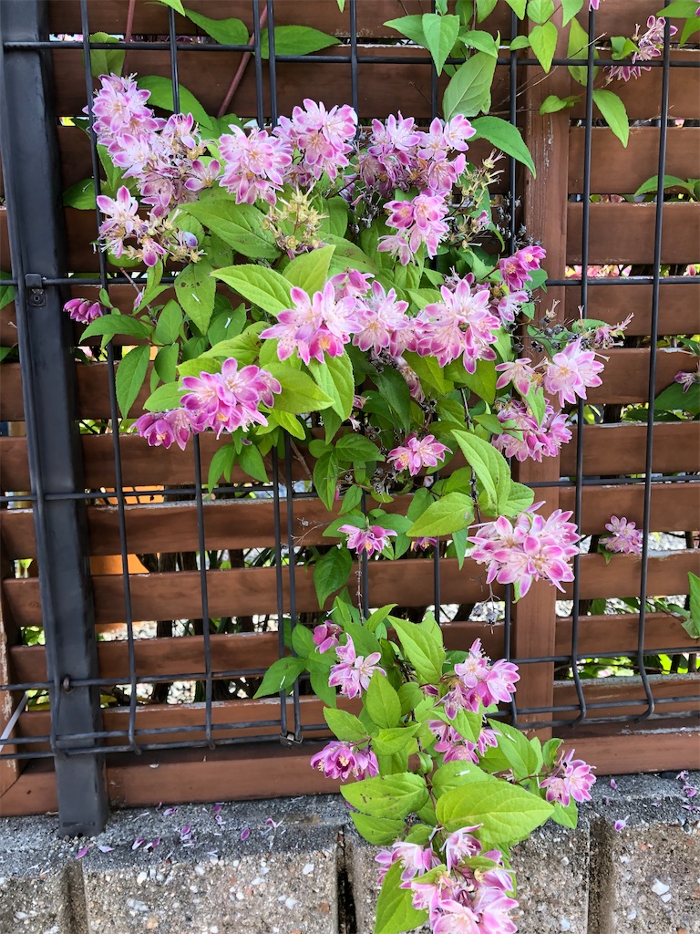 f:id:maritantan:20230518073737j:image