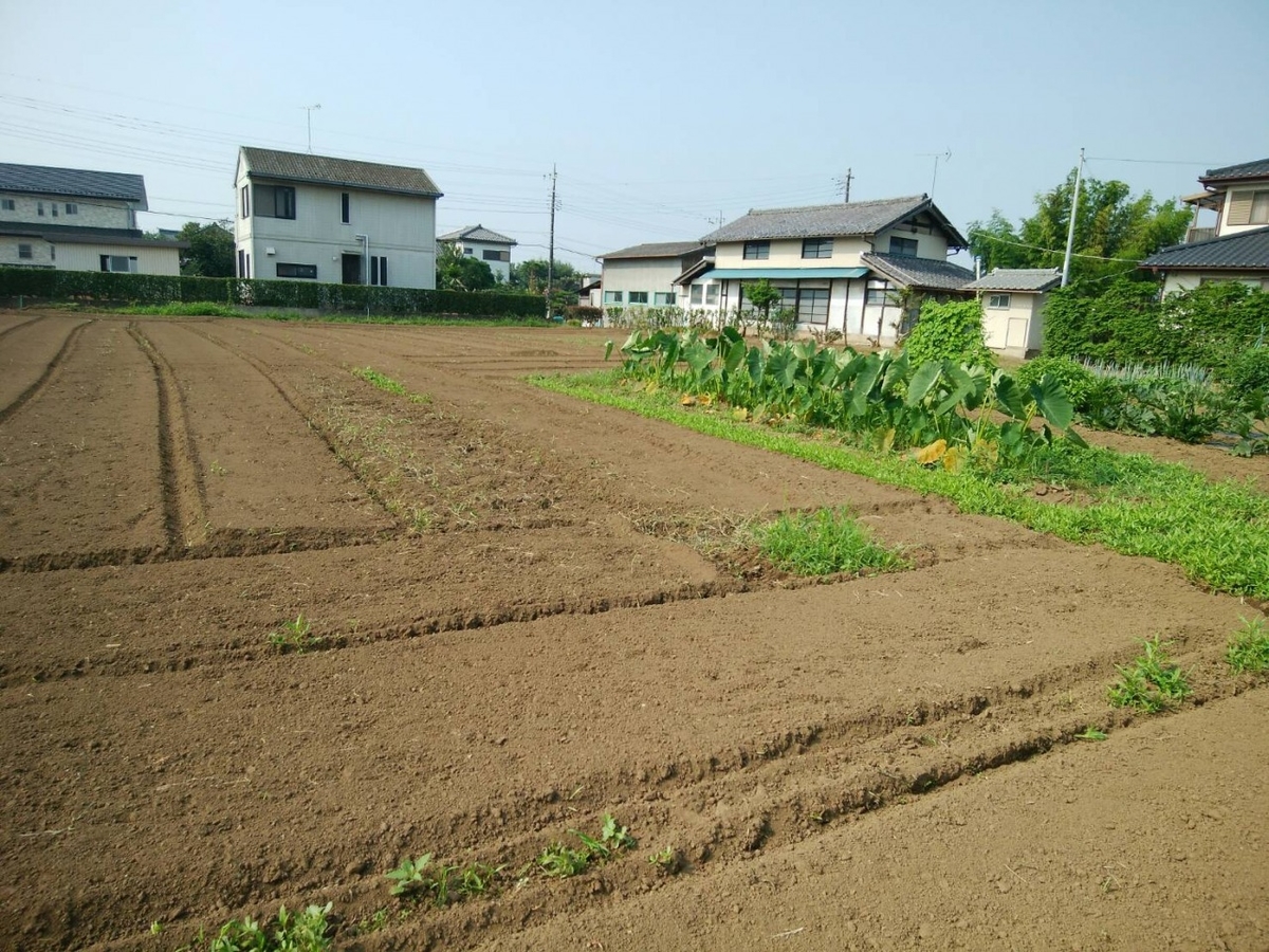 実家の隣の畑
