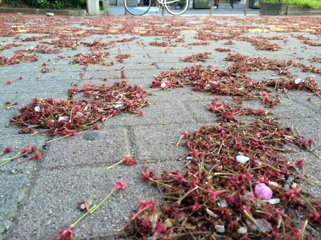 桜って本当にきれいですか 桜の汚さを告発する マークニズム宣言