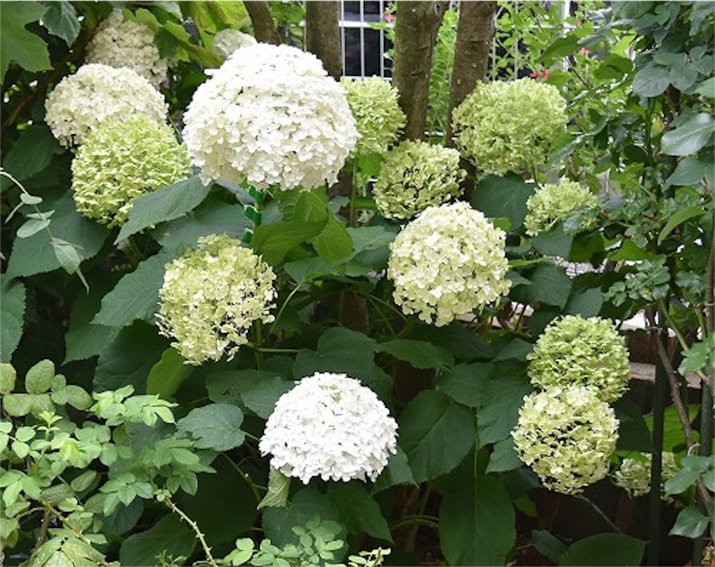 f:id:marmaladeisako:20190616234711j:image f:id:marmaladeisako:20190616234711j:image