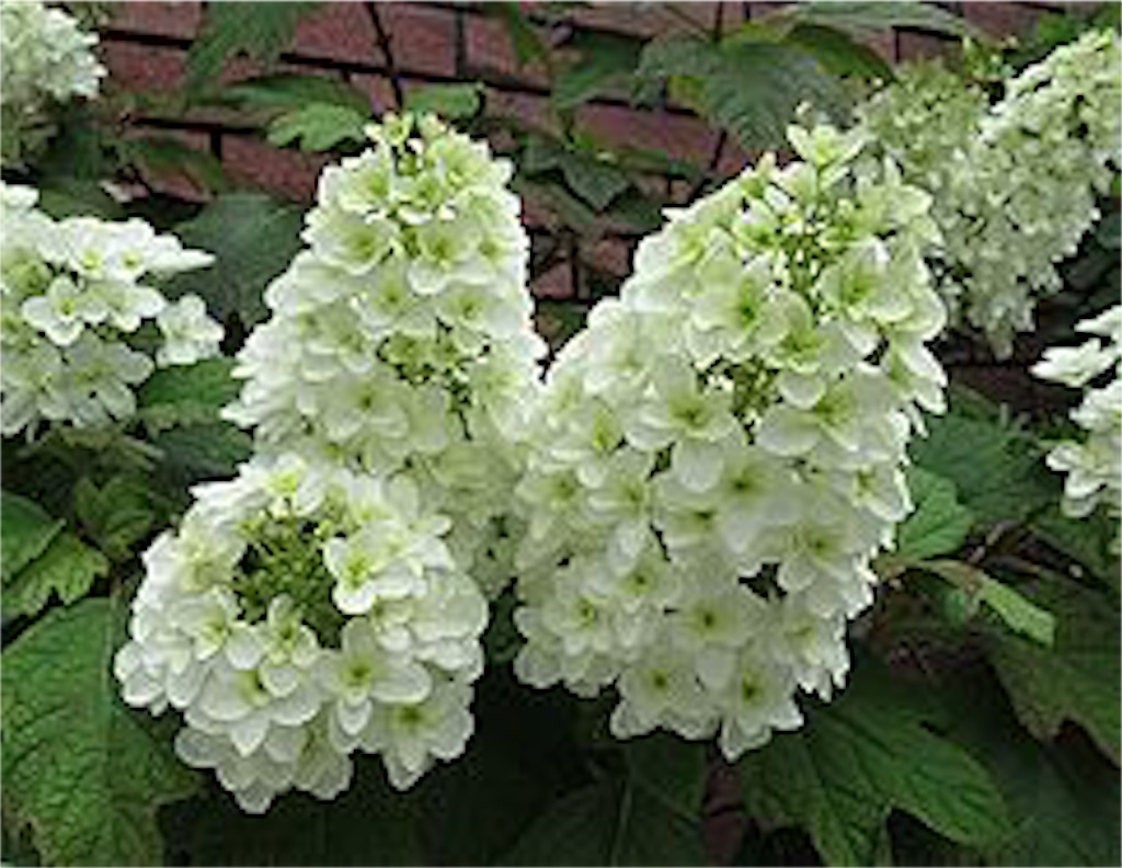 f:id:marmaladeisako:20190616234715j:image f:id:marmaladeisako:20190616234715j:image