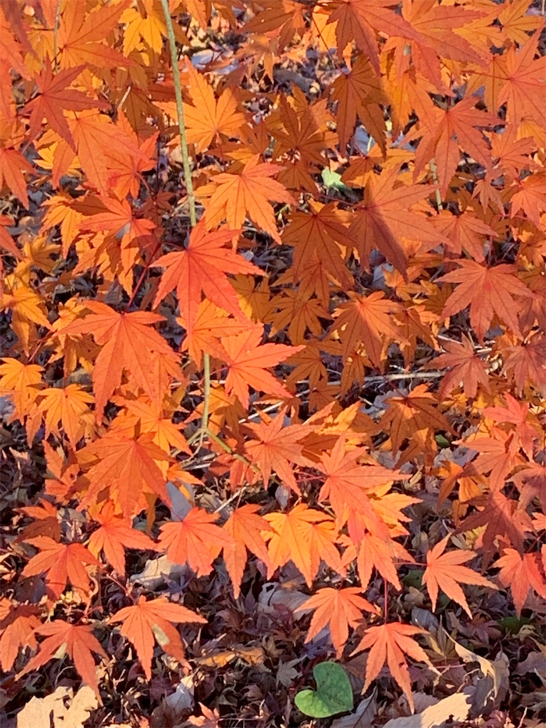 f:id:marmaladeisako:20191215094802j:image f:id:marmaladeisako:20191215094802j:image
