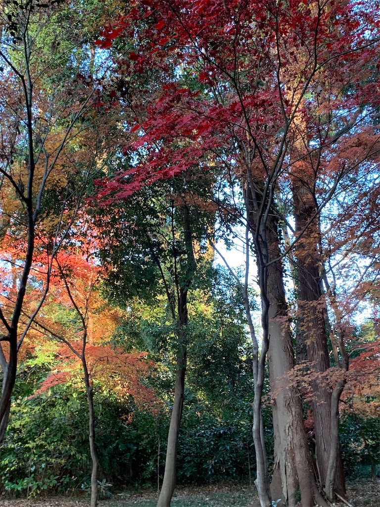 f:id:marmaladeisako:20191215094814j:image f:id:marmaladeisako:20191215094814j:image