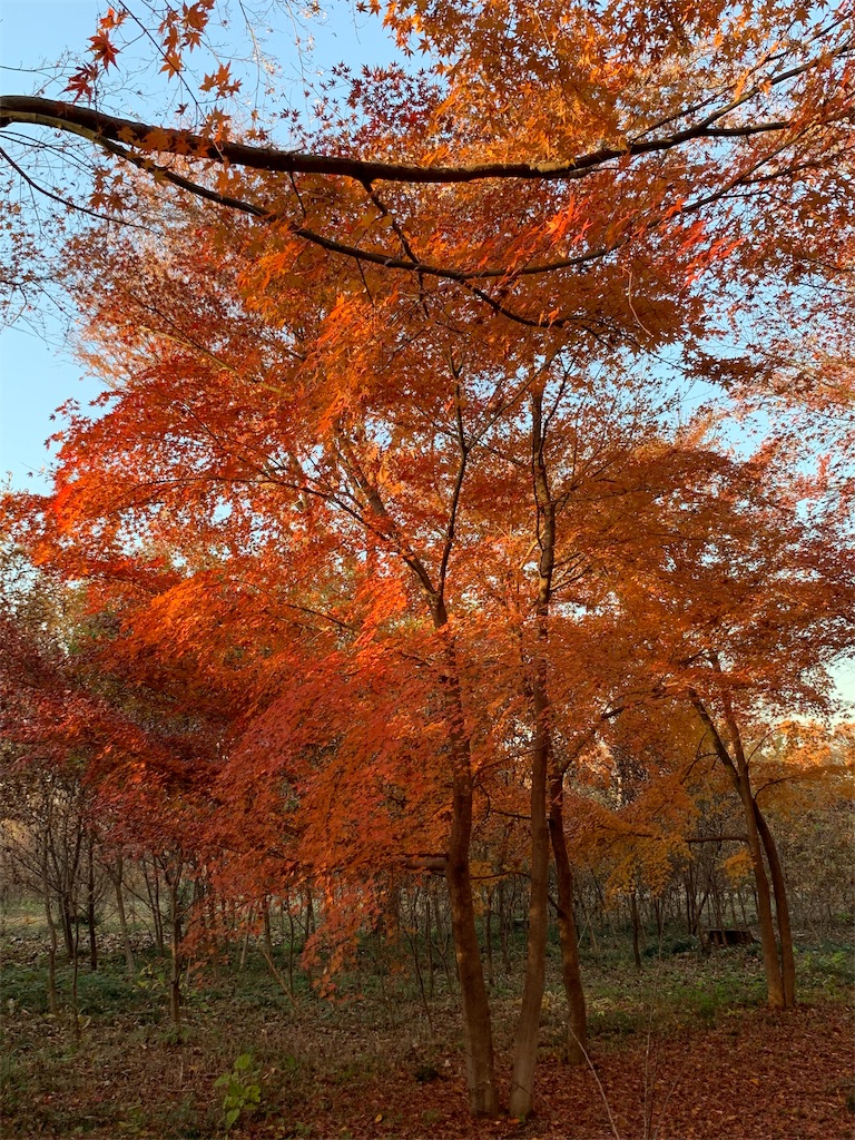 f:id:marmaladeisako:20191215094824j:image f:id:marmaladeisako:20191215094824j:image