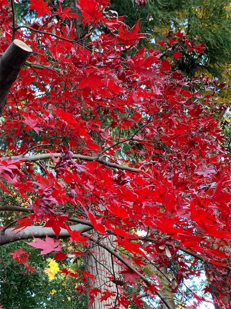 f:id:marmaladeisako:20191215094827j:image f:id:marmaladeisako:20191215094827j:image
