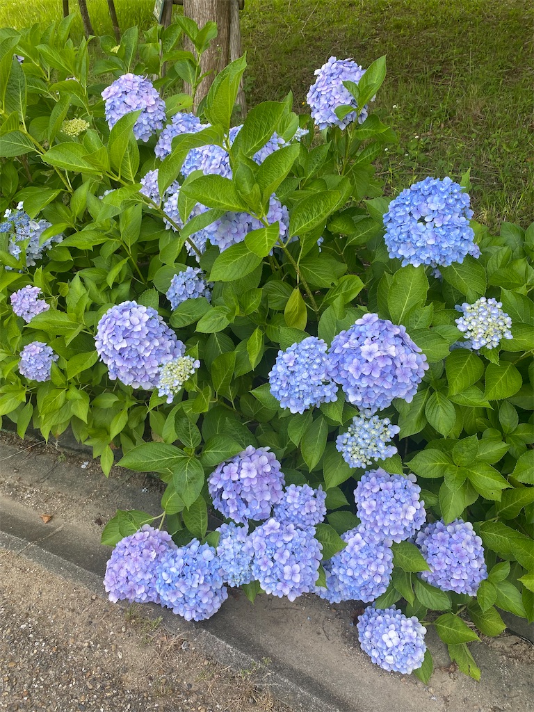 f:id:maro4:20220712162026j:image f:id:maro4:20220712162026j:image