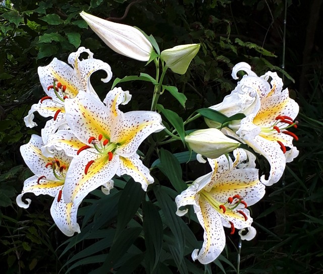 f:id:maronmako2019:20190727074355j:image