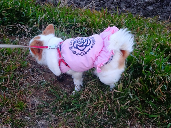 f:id:maronmame:20170209102140j:plain f:id:maronmame:20170209102140j:plain