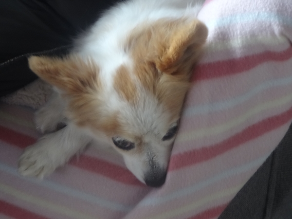 f:id:maronmame:20170209102231j:plain f:id:maronmame:20170209102231j:plain