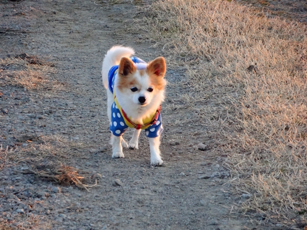 f:id:maronmame:20170216143324j:plain