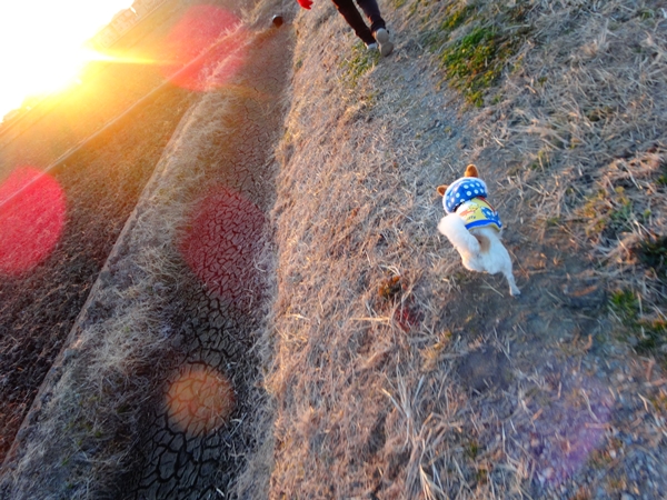 f:id:maronmame:20170216143343j:plain