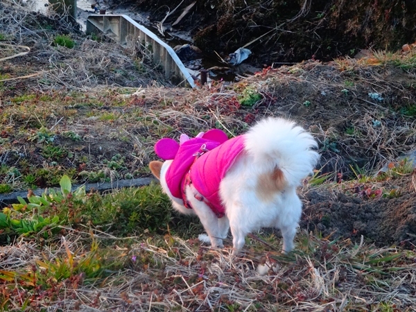 f:id:maronmame:20170217180845j:plain f:id:maronmame:20170217180845j:plain