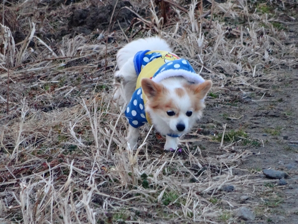 f:id:maronmame:20170220102303j:plain f:id:maronmame:20170220102303j:plain