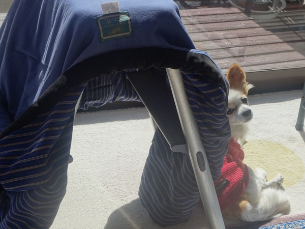 f:id:maronmame:20170221144805j:plain f:id:maronmame:20170221144805j:plain