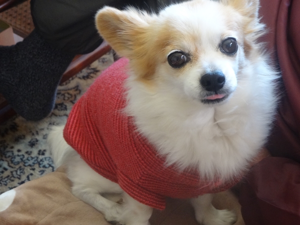 f:id:maronmame:20170221144831j:plain f:id:maronmame:20170221144831j:plain